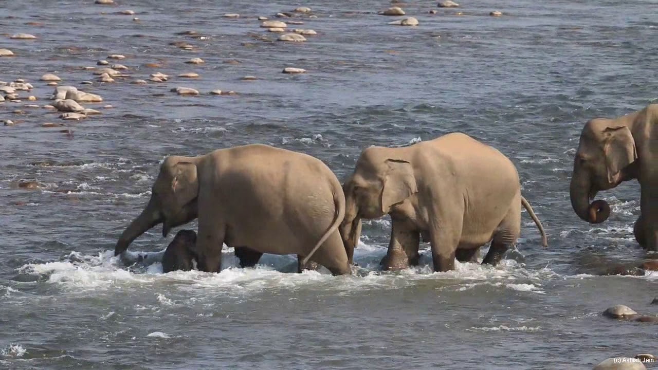 Mother Elephant Saves Baby From Drowning||माँ हाथी ने बच्चे को डूबने से बचाया||Corbett Tiger Reserve
