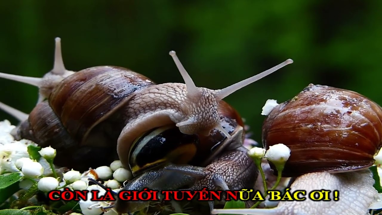 Karaoke t&acirc;n cổ Ng&agrave;y B&aacute;c V&ocirc; Thăm d&acirc;y k&eacute;p