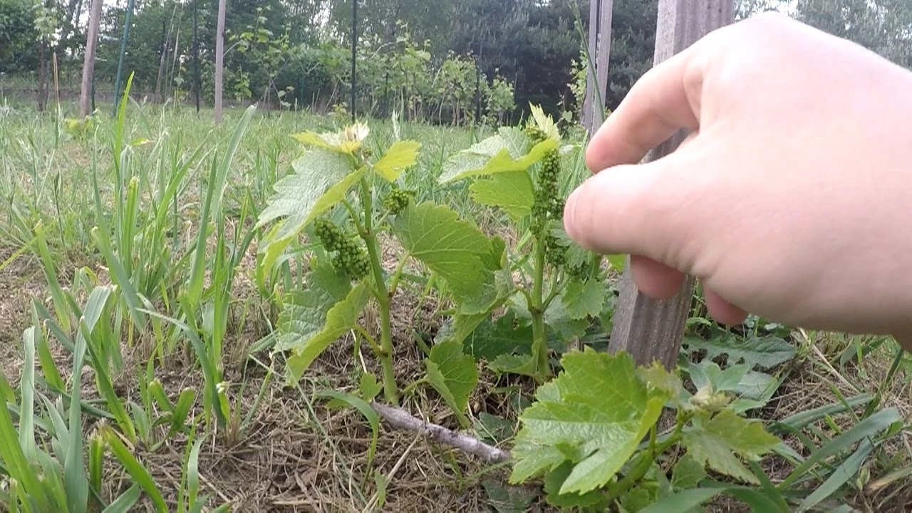 Usuwanie gron na młodych winoroślach (03)