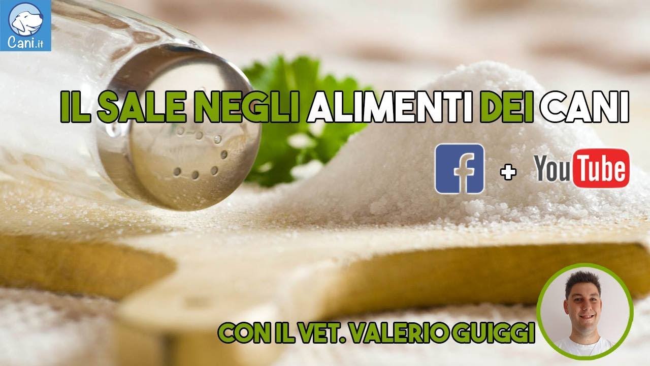 Live tematica - Per i cani, troppo sale fa male?