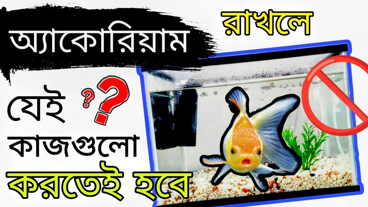 অ্যাকোরিয়াম রাখলে কি কি কাজ করতে হয়। Problems of New Aquarium. How to Make a New Aquarium Setup ?