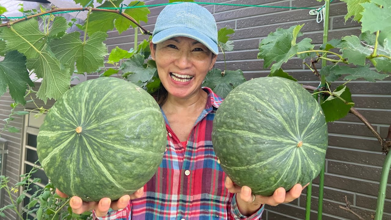 COMO TER LINDAS ABÓBORAS CABOTIA NO VASO // ADUBOS @Horta da JapoNeuza no Japão