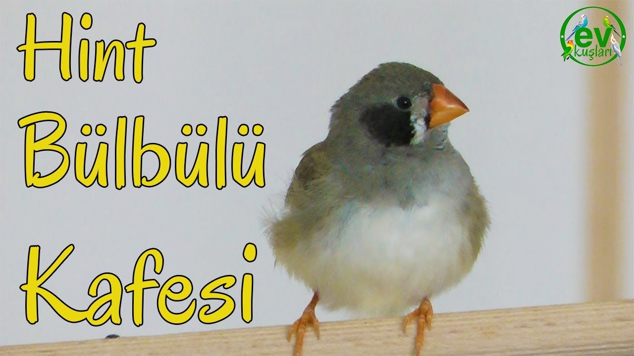 Hint Bülbülü Kafesi nasıl olmalı Kafesinde neler olmalı
