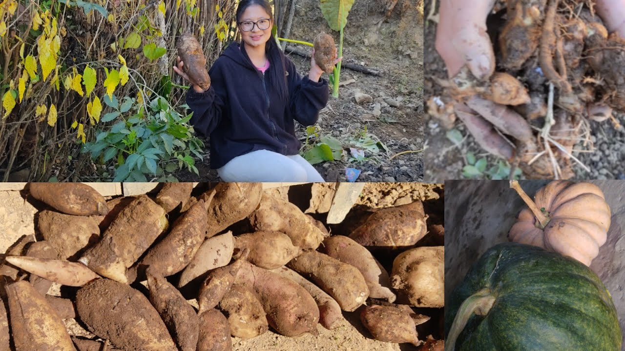 #Harvesting ground Apple and Pumpkin in our Mini  Garden ||
