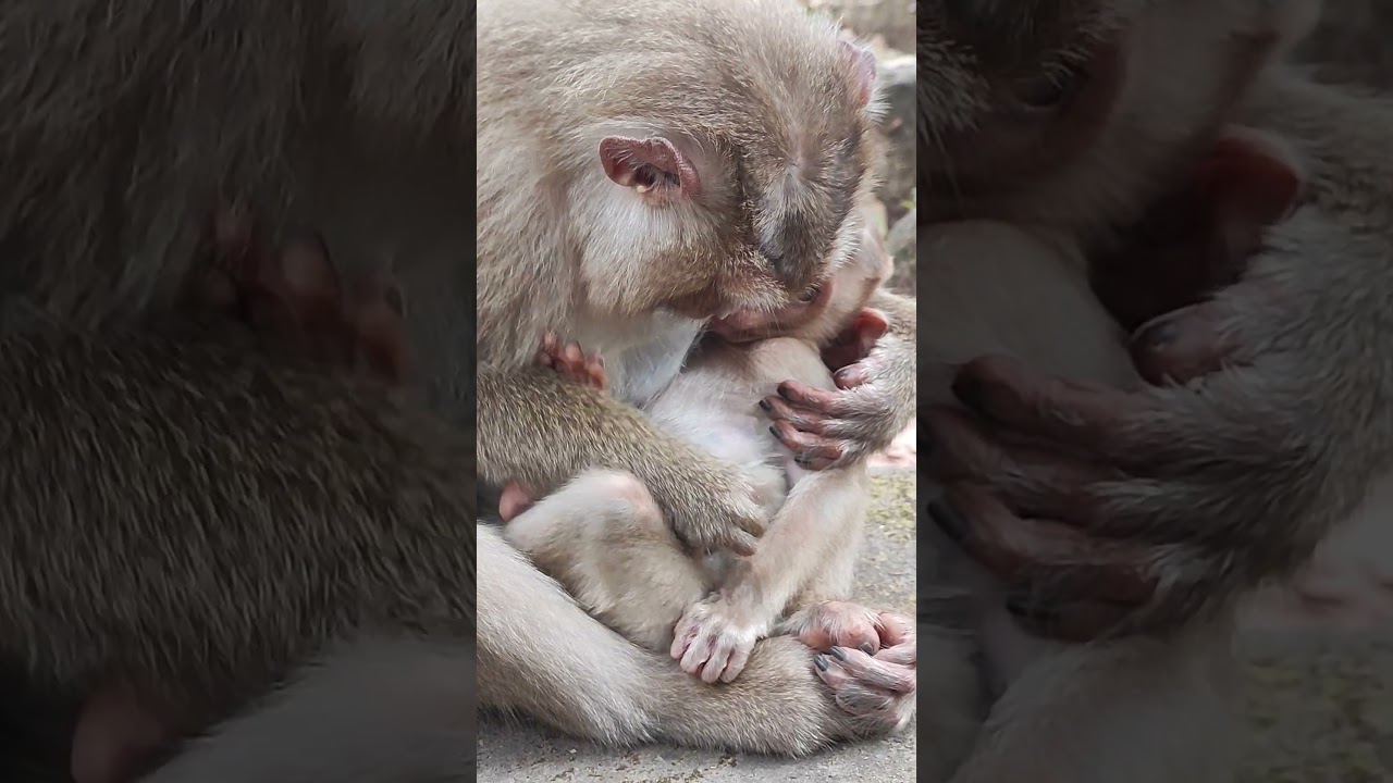 very Funny MOM monkey and baby KS9 #viral #shortsvideo #youtubeshorts #monkeys #love #cute #nice