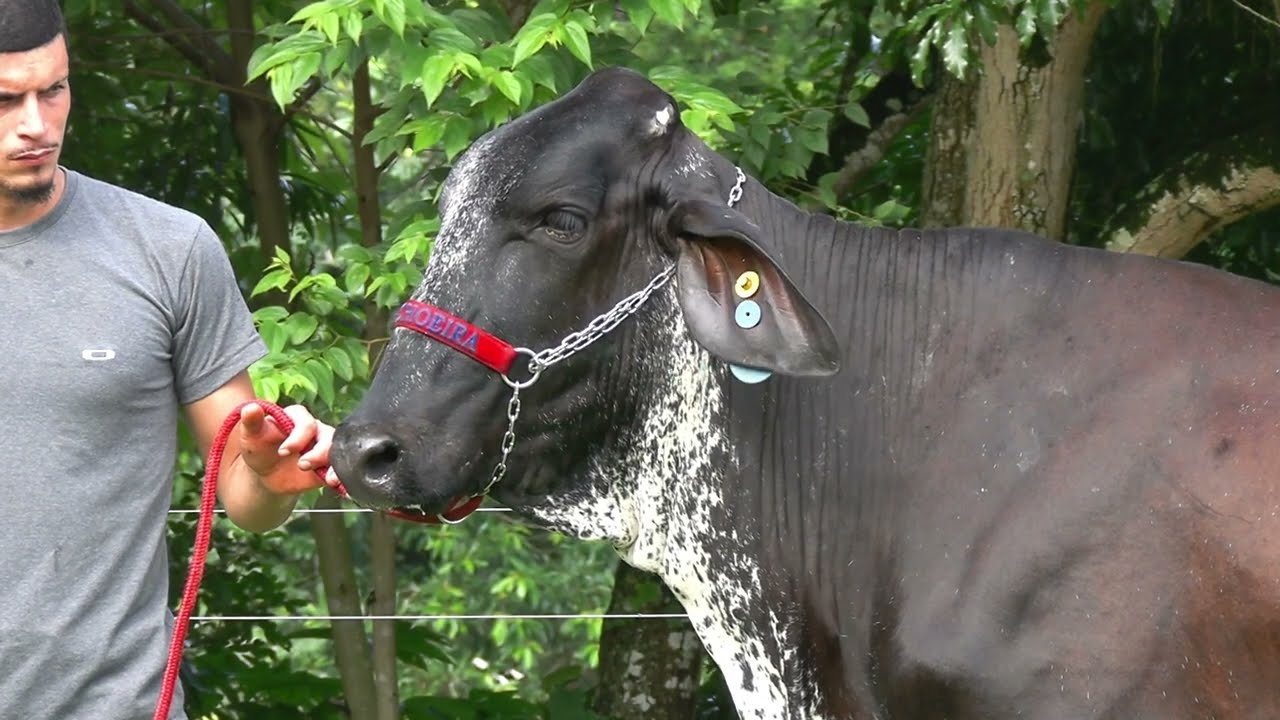 LOTE 4 • 5º LEILÃO GIROLANDO JOVEM FAZENDA CACHOEIRA • 7488CM