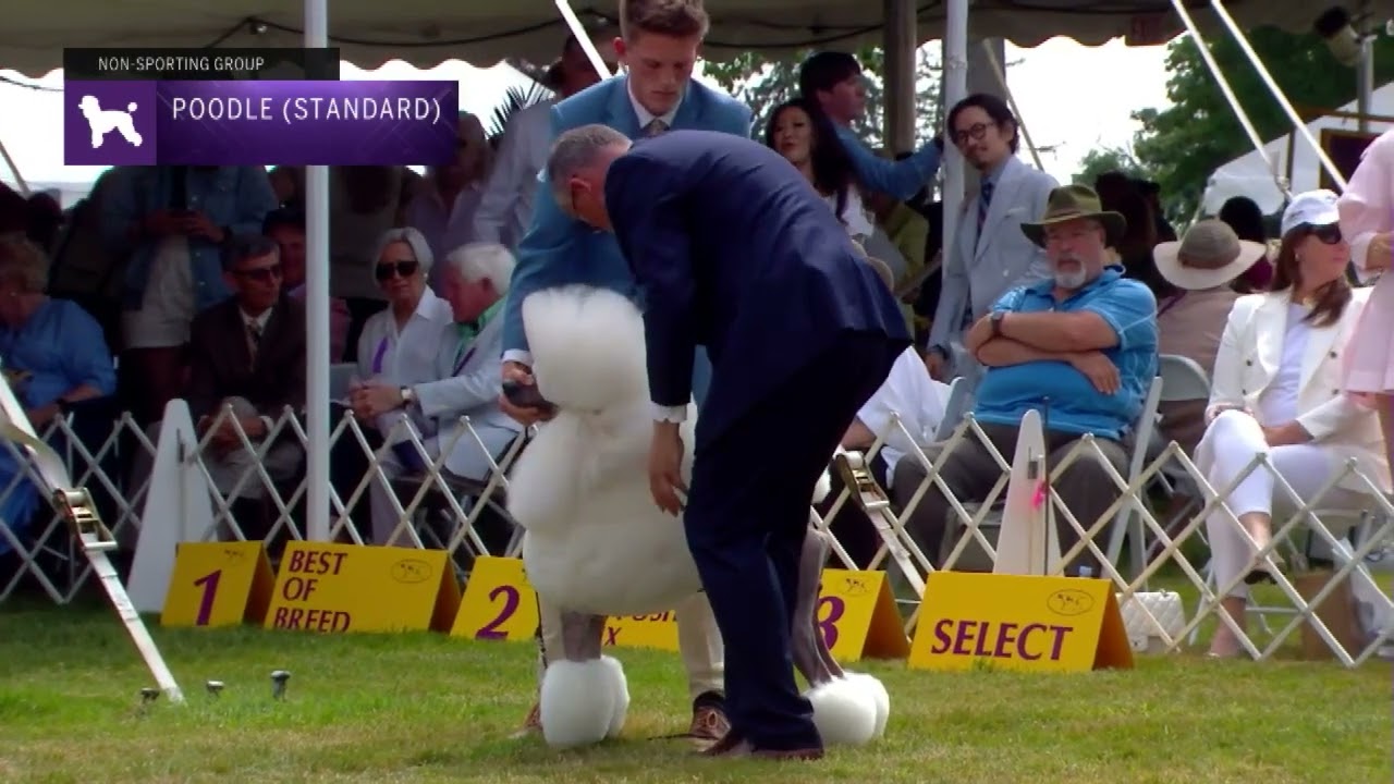 Poodles (Standard) | Breed Judging 2022
