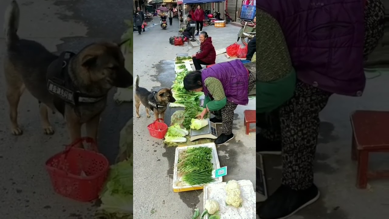 Aww this dog steal my heart!🫀🐕❤️