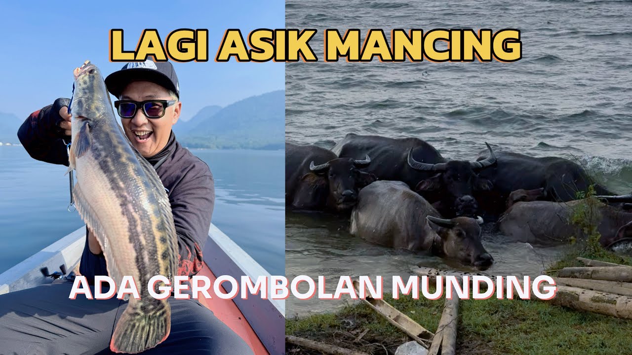 BTW UMPAN ANDALAN LENYAP DI GONDOL TOMAN 😇