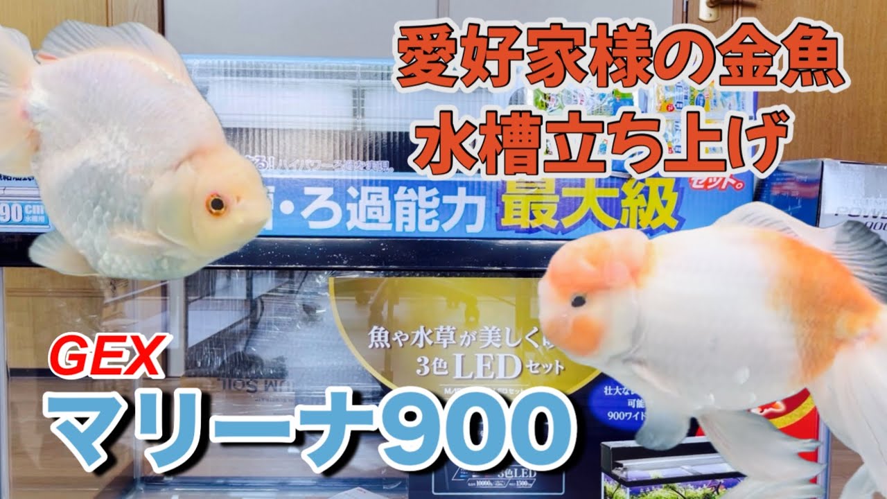 【金魚】愛好家様からお迎えした金魚たちのために90センチ水槽を立ち上げる！マリーナ900フルセット、水槽台も新調。