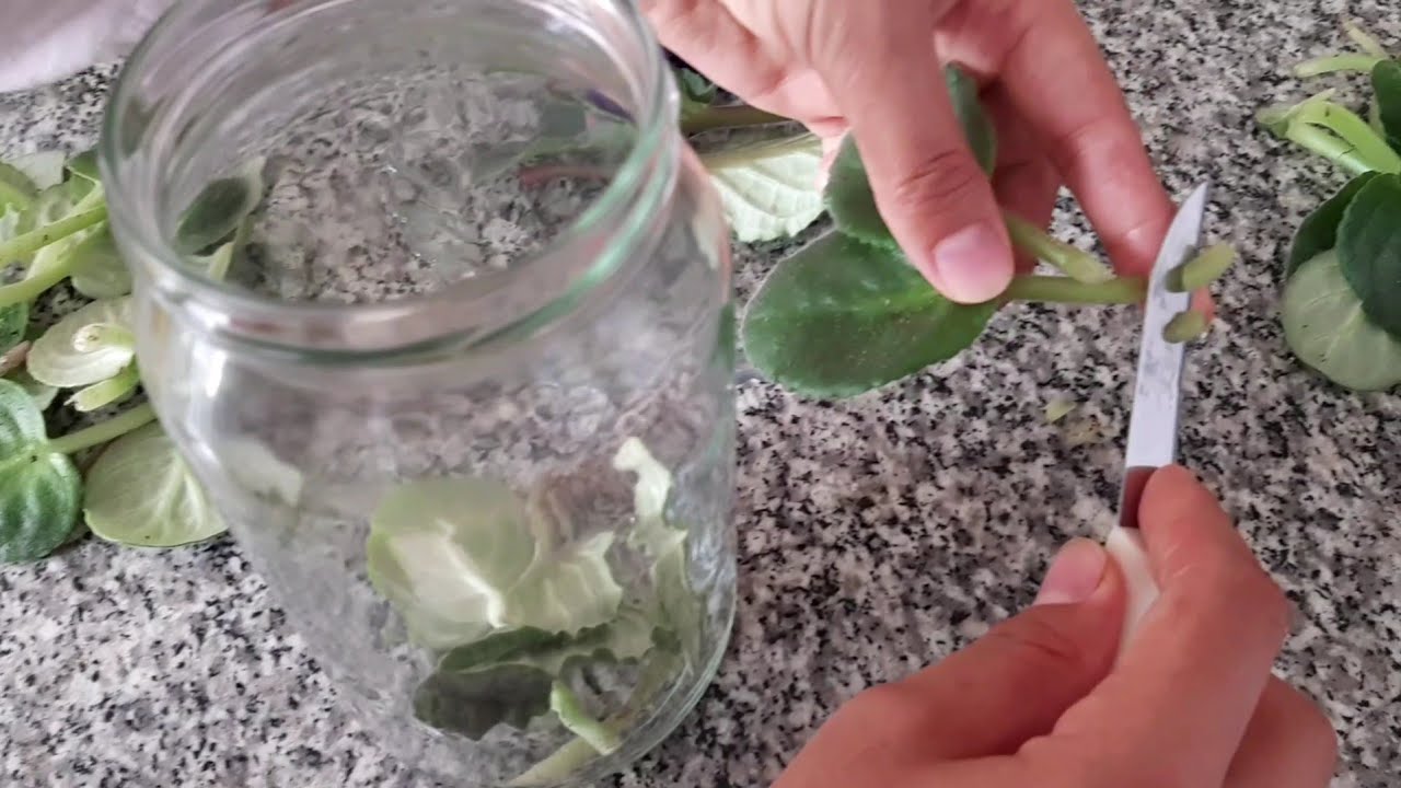 Yapraktan menekşe, çoğaltımı| Kavonozda menekşe köklendirme, yi denediniz mi? Deneyin derim👍