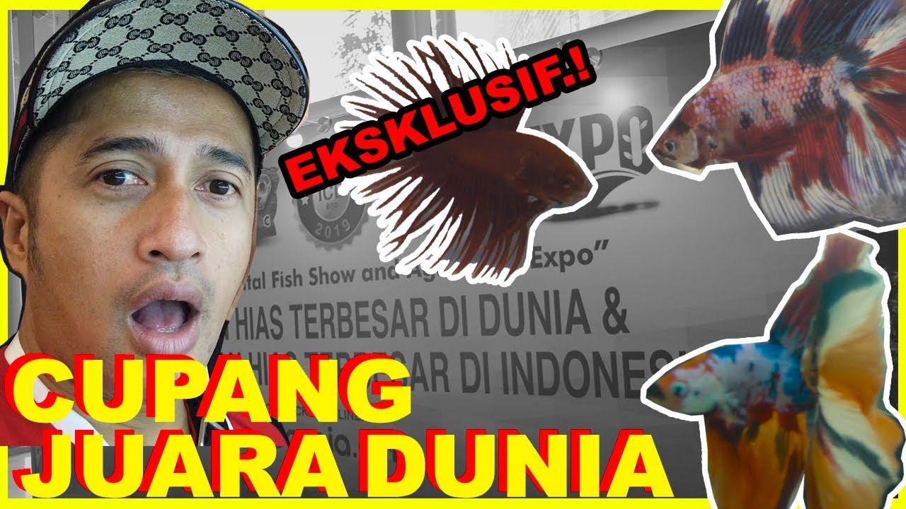 KONTES CUPANG DARI BEBERAPA NEGARA | Nusatic 2019
