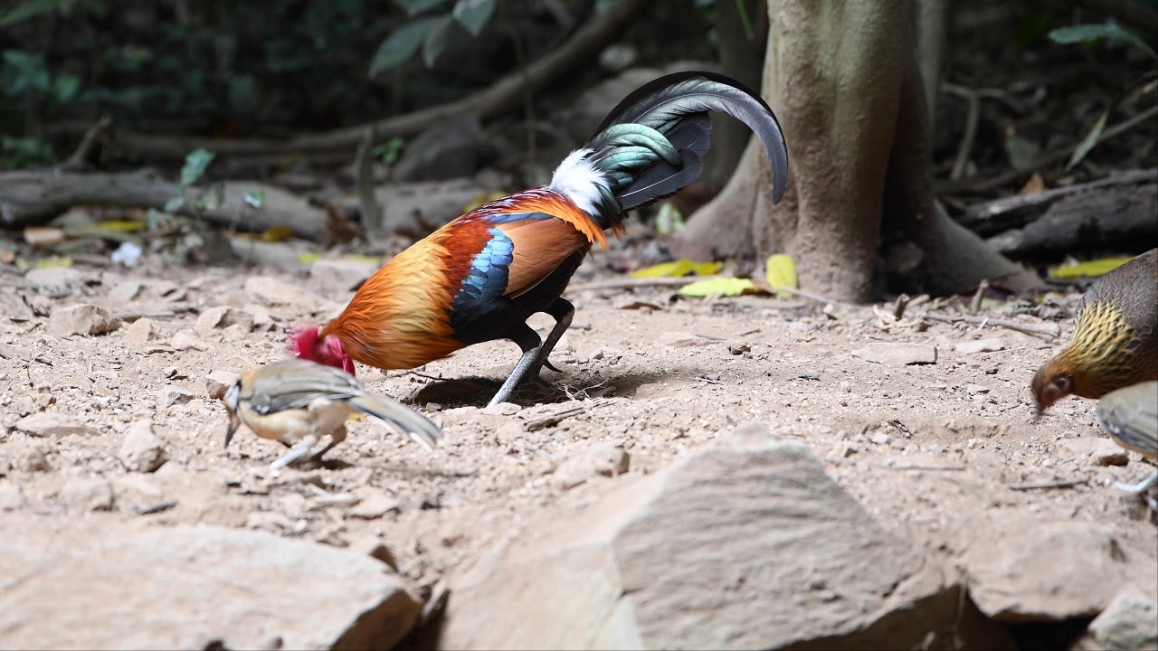 Red Junglefowl Gallus gallus spadiceus   Part II