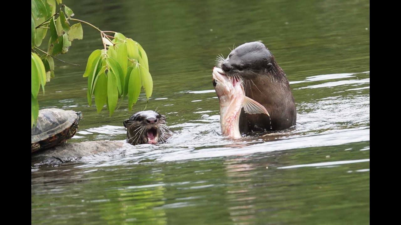 Bishan Ang Mo Kio Park-19 Oct 2024. 17 bird species incl. 4 migrants and otters with big catch.