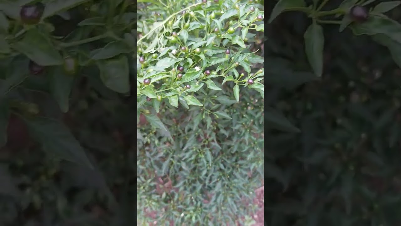 El Cultivo De Chile Chiltepe🌱