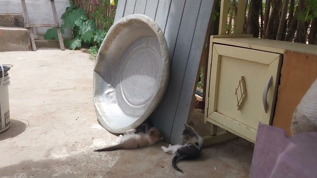 GRAVANDO OS GATINHOS BRINCANDO DE LUTINHA 