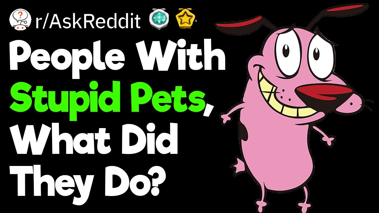 What Are Your Stupid Pet Stories?