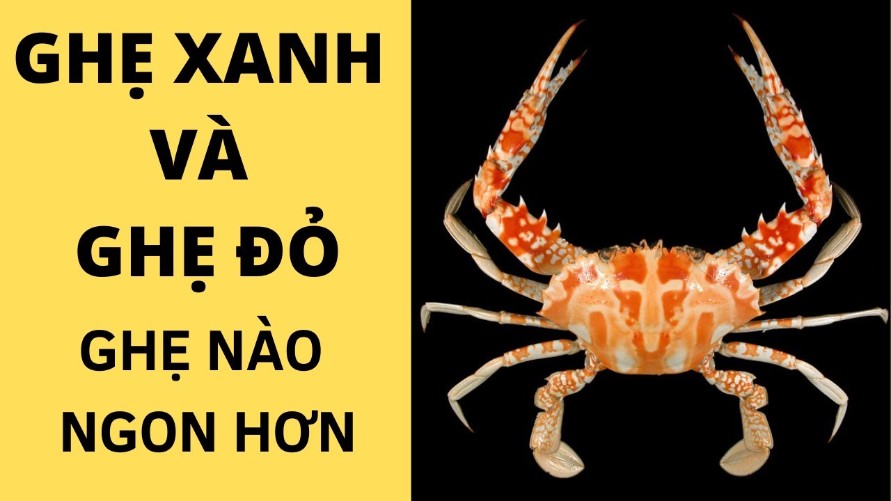 🦀GHẸ XANH V&Agrave; GHẸ ĐỎ, GHẸ N&Agrave;O NGON HƠN 🦀