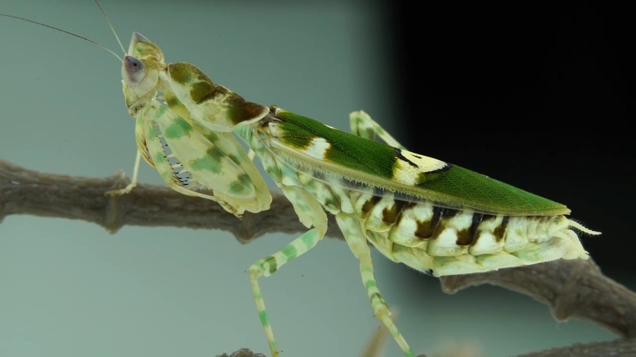 Creobroter gemmatus имаго