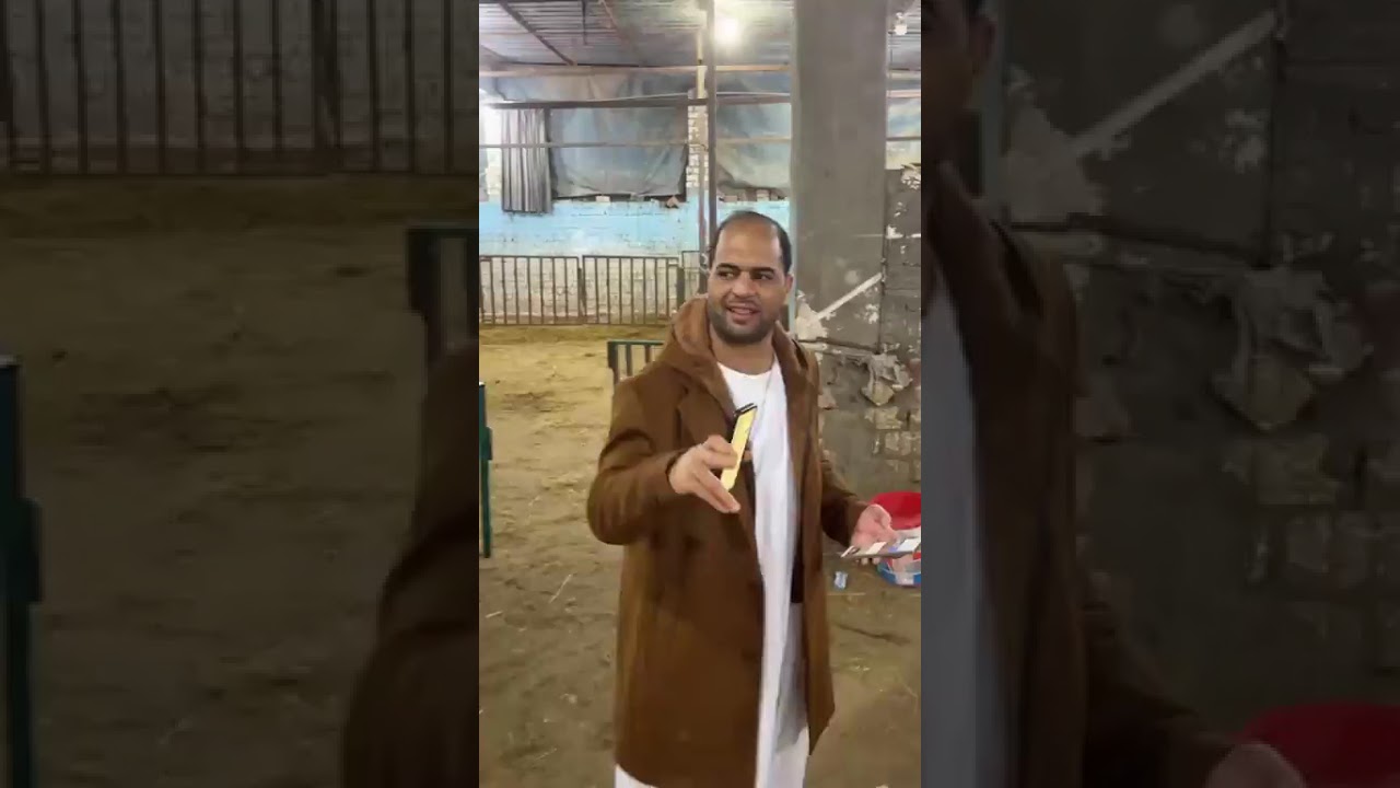10ذكور أبطال سعرهم13500 في مزرعة الحج حسن ابوالحج للحجز01091804998//01022537846