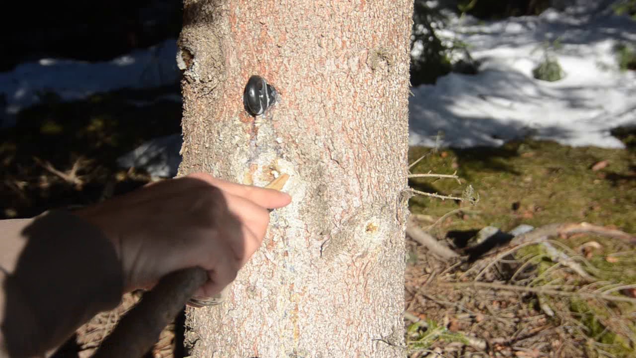 Baum fällen alte und moderne Technik