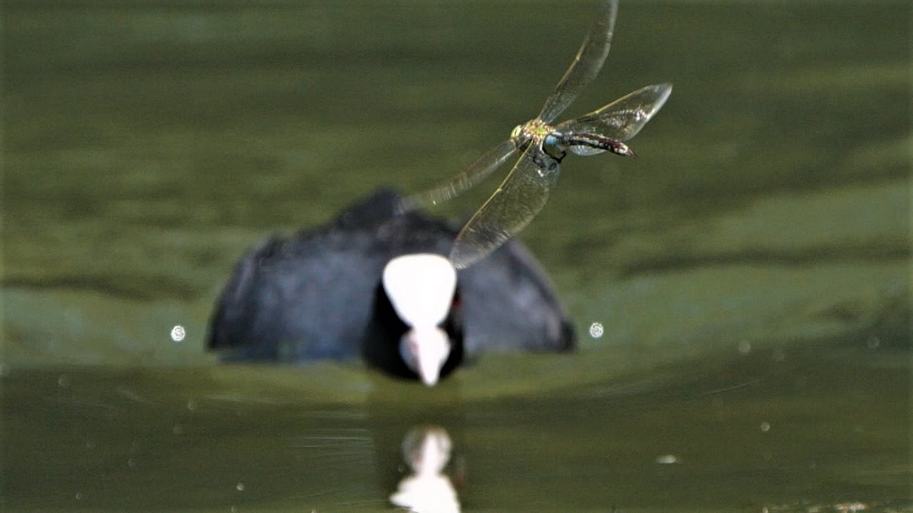 Eurasian coot hunting dragonflies / Blässhuhn bei der Jagd nach Libellen