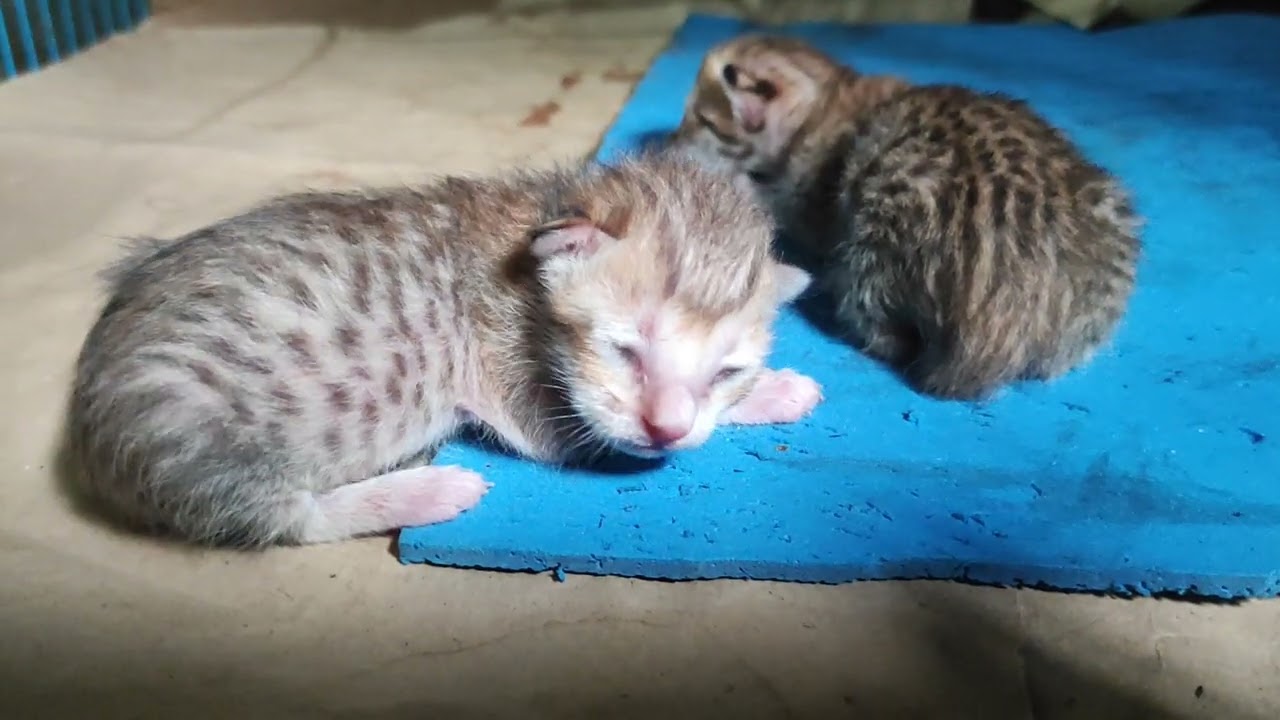 Small Kitten 🐱