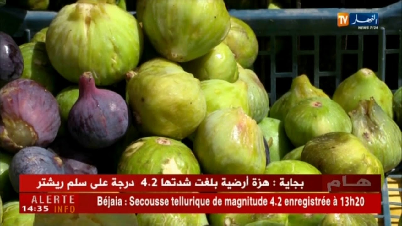فلاحة/ شعبة العامر تنتج أجود أنواع التين...رغم نقص الدعم