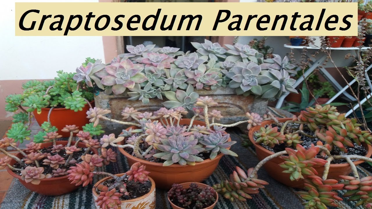 xGraptosedum. Graptopetalum Paraguayense y  sus híbridos. #suculentas #graptosedumcaliforniasunset