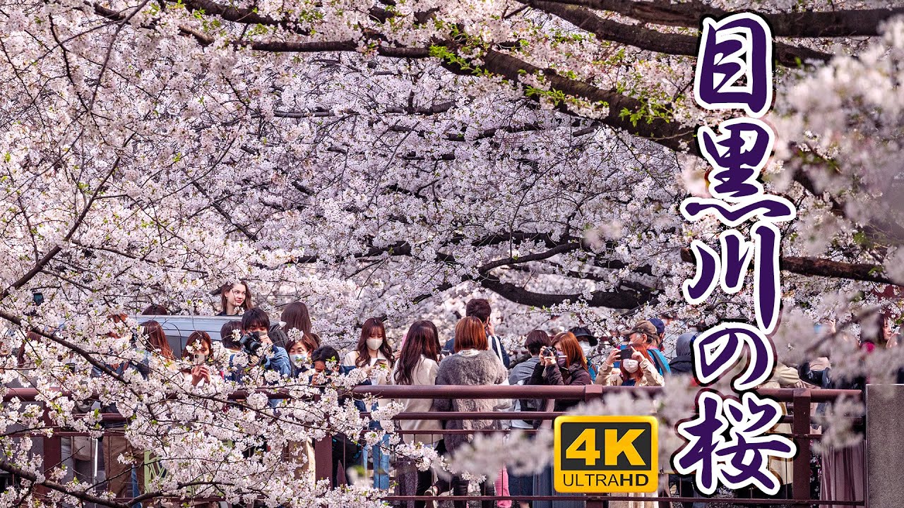 目黒川の桜 ソメイヨシノ【桜2021🌸】4キロの桜並木 全国No.1桜の名所 千本桜 4K HDR