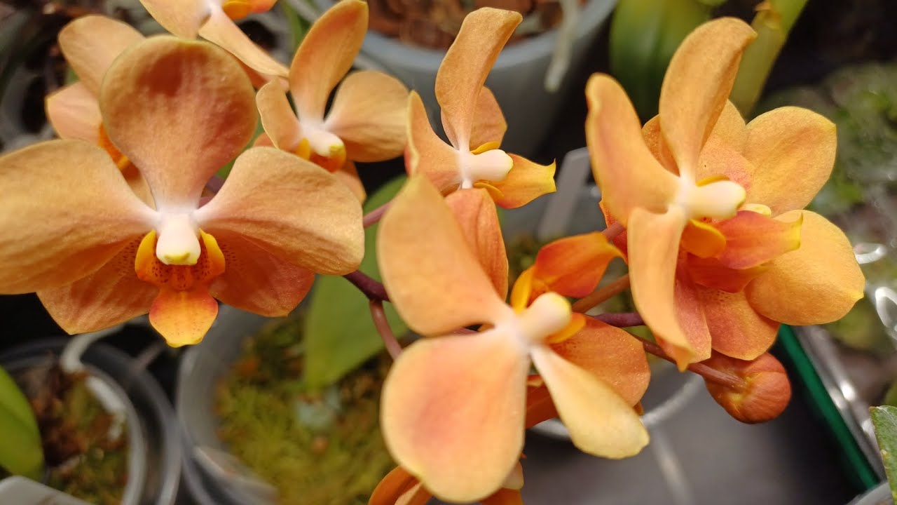 20.12.25 Начало цветения 🌺🌼🌺