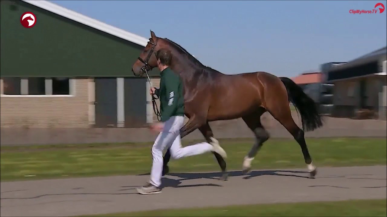 Comthago VDL Stud Stallionshow 2020