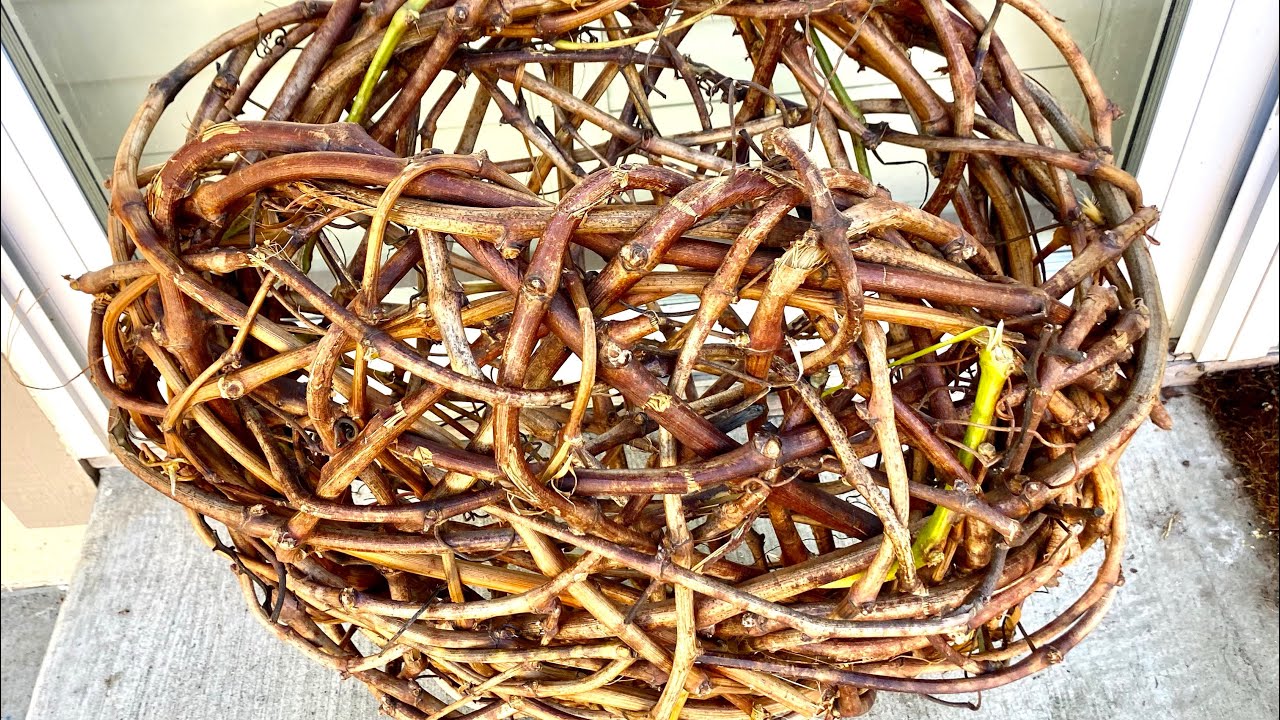 How to make a basket from grapevine.