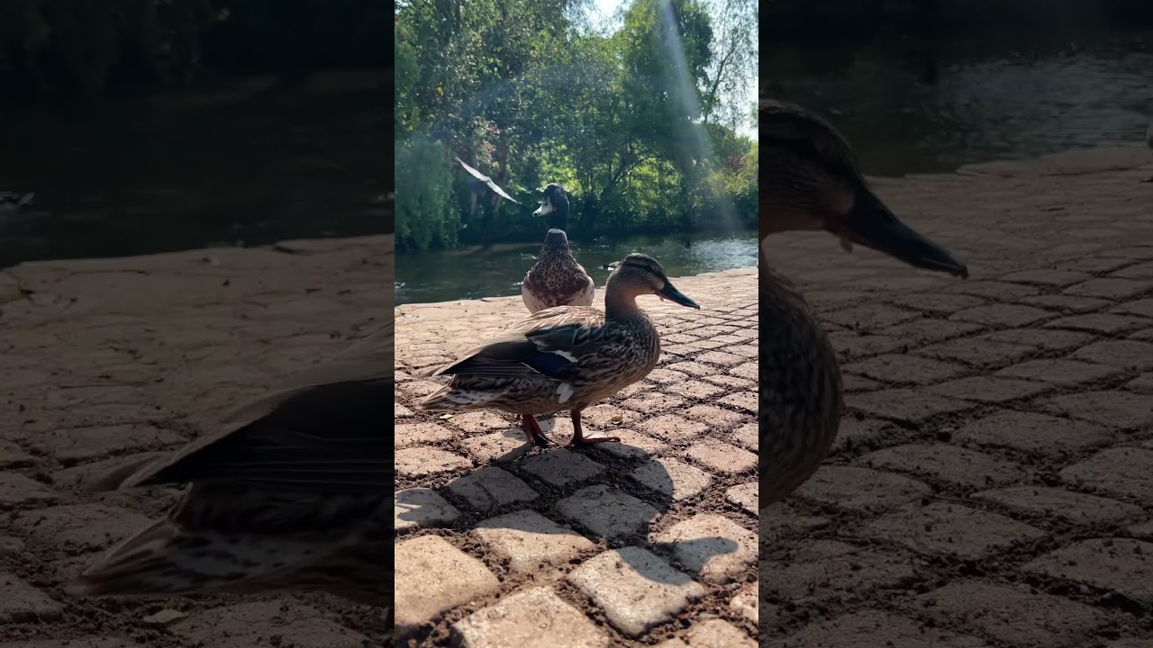 Ducks in Bourton on the Water #cotswolds #england