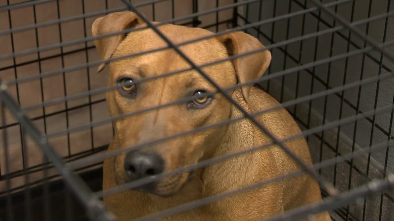 Las Vegas shelter housing 500 dogs, waiving adoption fees Friday