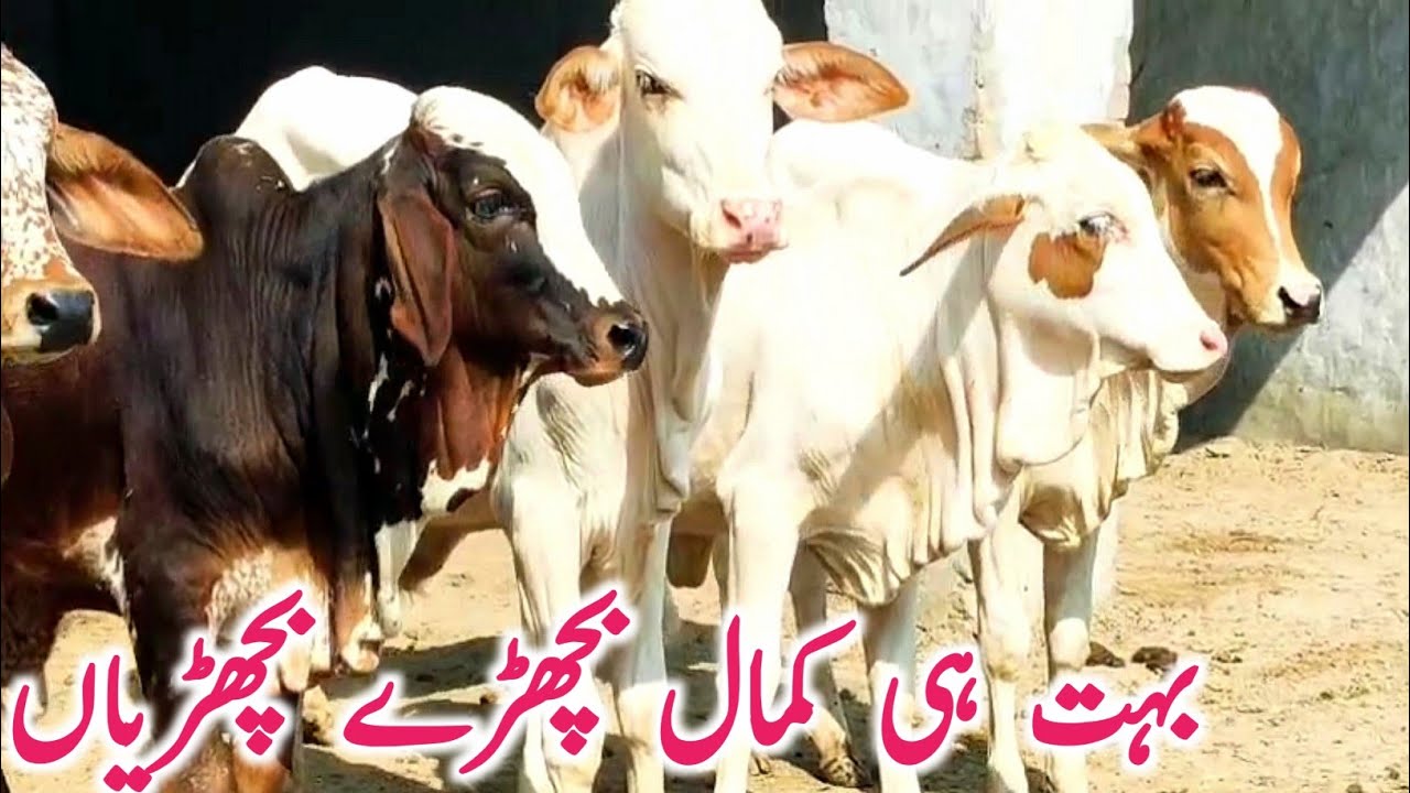 Cholistani Ablk Gulabi Nukre Bachre Bachrian Near Madrasa Mandi || Global Village Farming