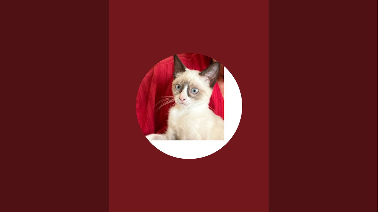 Minha rotina meu estilo  está ao vivo!