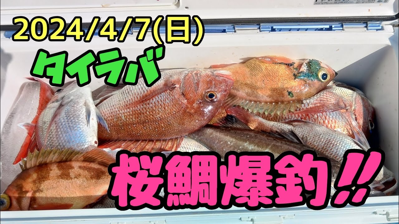 【タイラバ】脂ノリノリ桜鯛が爆釣！！