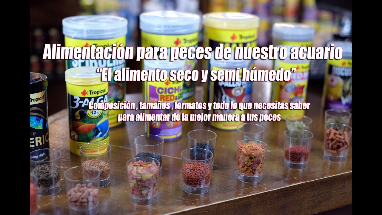 Alimentos secos para peces de nuestro acuario