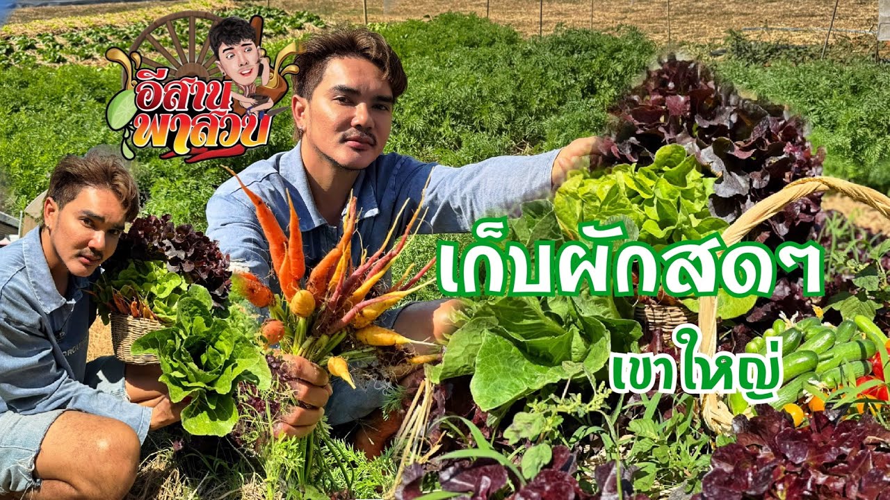 อีสานพาเลาะ Ep51 เก็บเบบี้แครอท กับ ผักสลัด