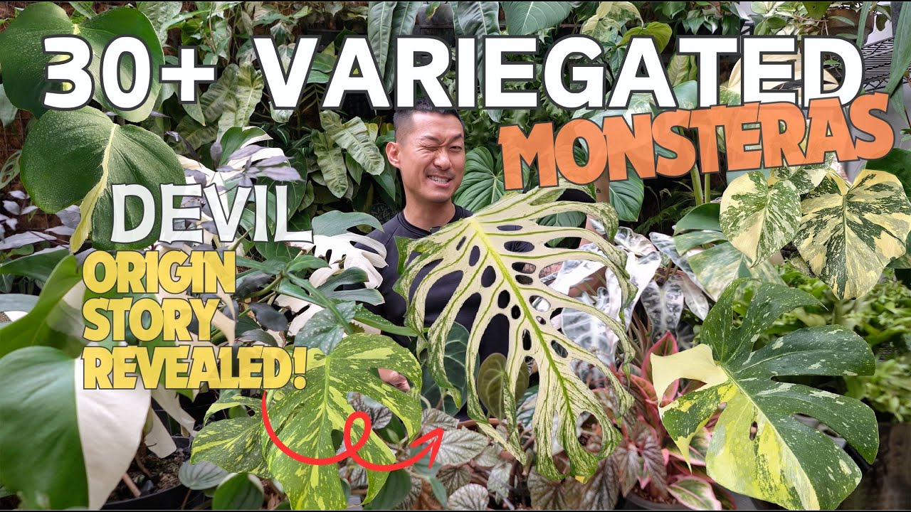 Monstera Devil Origin Story Revealed 🤯 Meet OVER 30 Types of NEW! Variegated Monsteras!