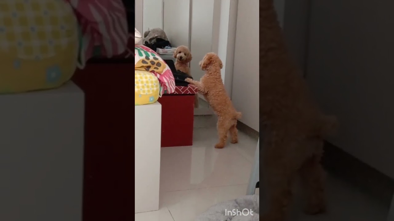 Kekepoan si coklat membuat siputih bingung #doglove #puppy #doggielife #cute 