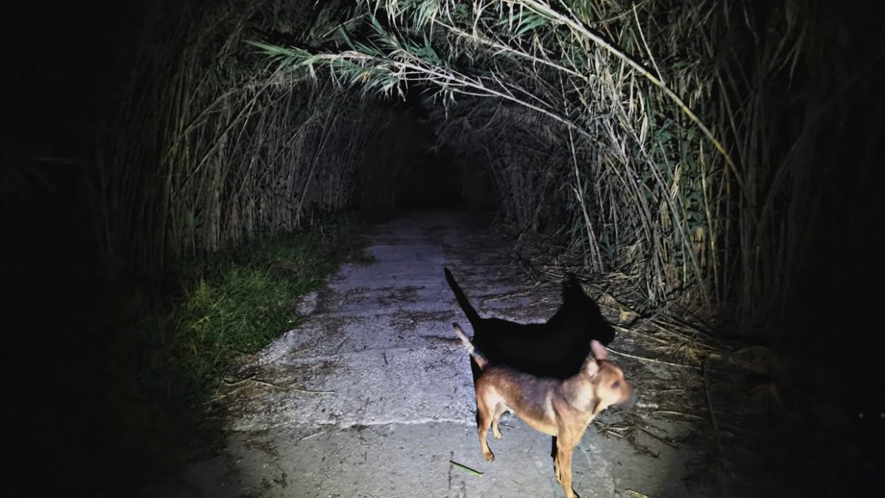 Mi Perro Salió Corriendo 