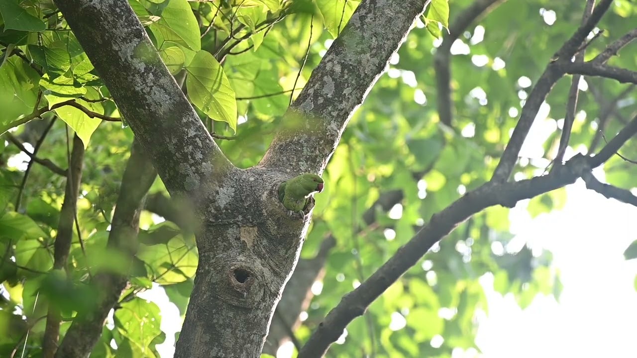 টিয়া পাখির বাসা 