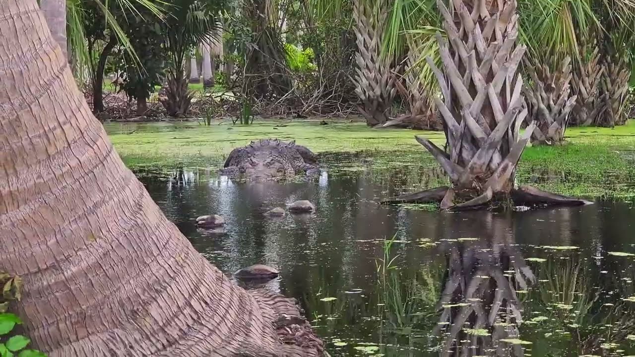 Cocodrilos