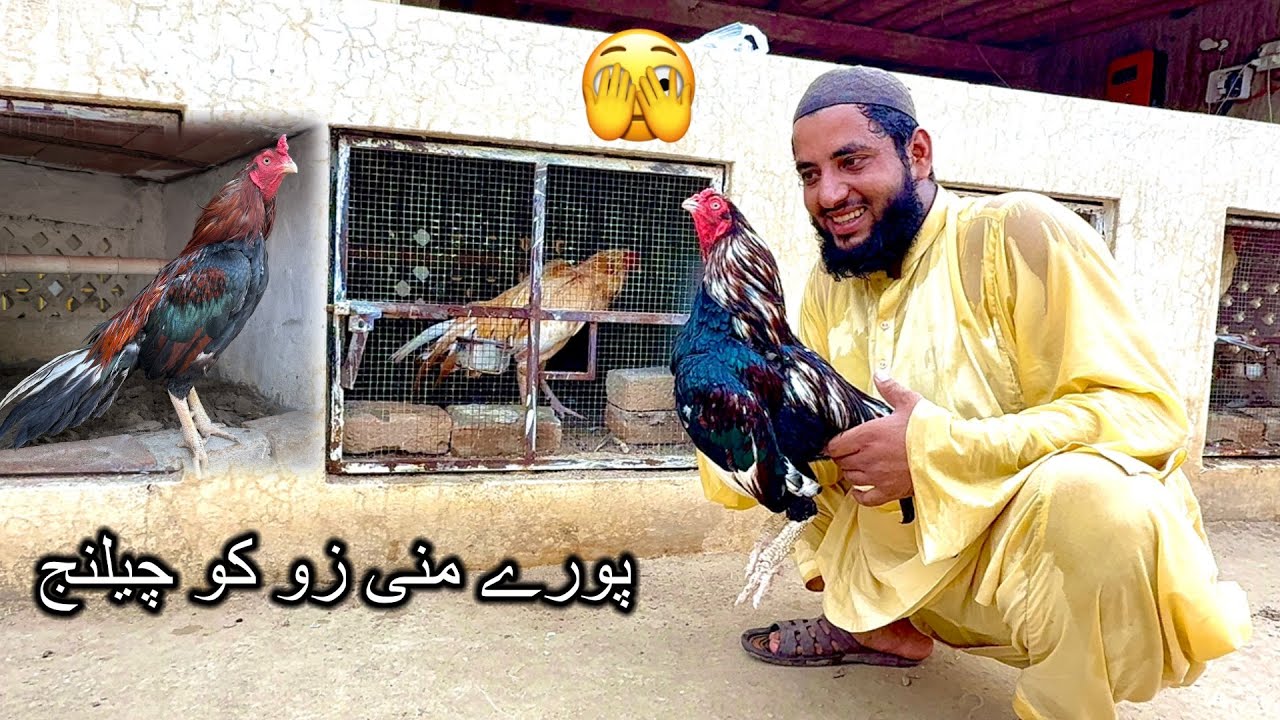 Mini Zoo Puhnchty Hi Amroha Nen Sbko Challenge De Dya 🫣 Sultan And Dilbar Reaction 😆