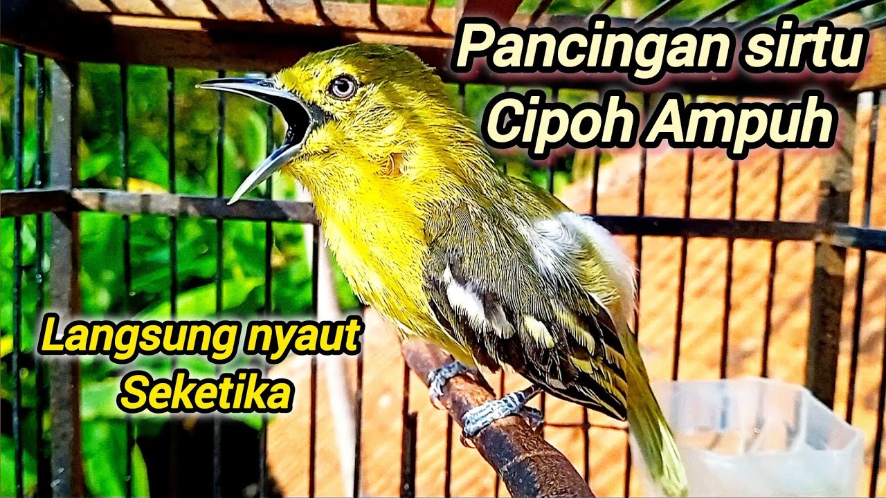 Pancingan sirtu agar bunyi dengan suara sirtu gacor variasi merangsang cipoh sirpu gacor