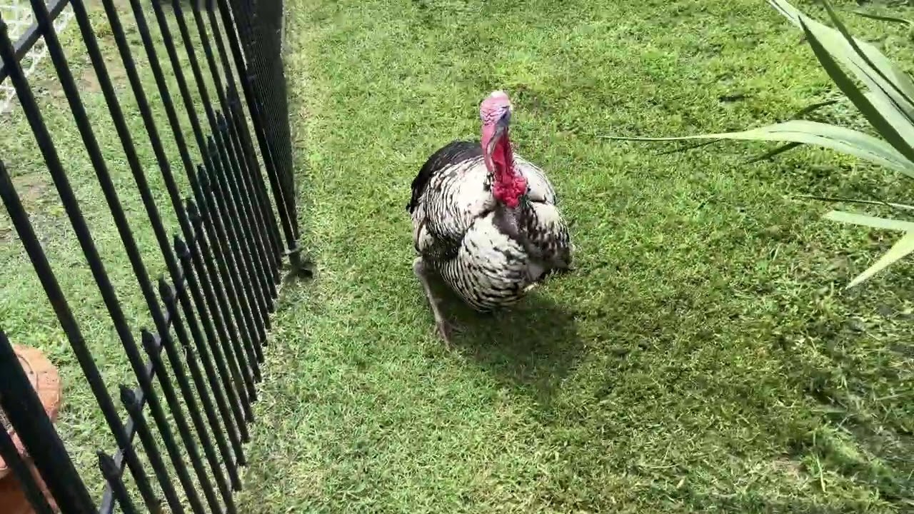 A simple fence to divide the yard for the flocks. #yardtime #turkeypoults #chickenyard