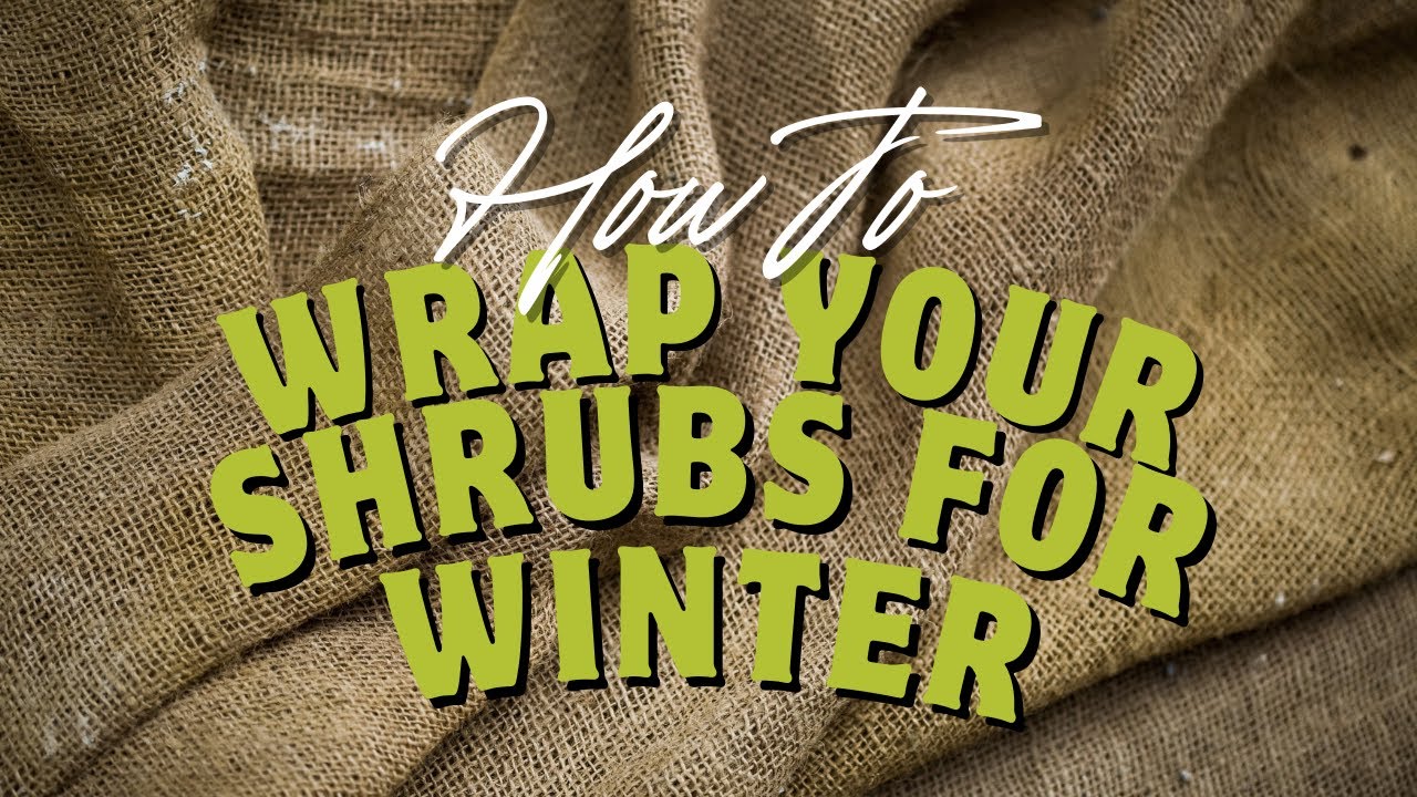 How to Wrap Your Shrubs for Winter & Protect Them from Frost!