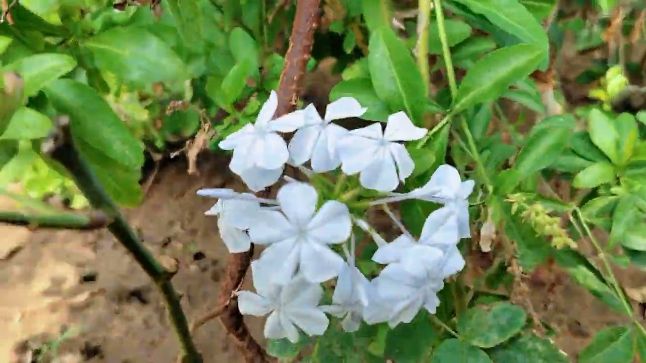घास की कटाई #gardan#